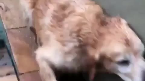 Funny Dog Videos 2021 It's time to LAUGH with Dog's life188