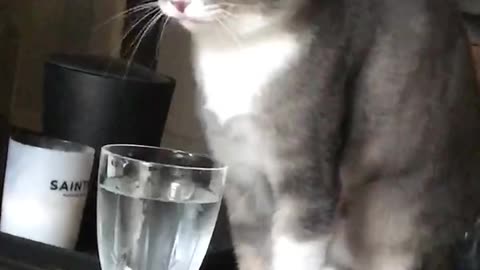 Cat sipping on water with snapchat filter on it