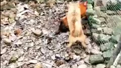 Watch these chicken go crazy and courageous. Really FUNNY|| Chicken Vs Dog