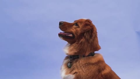 How To Train a Puppy or Dog to Wait Patiently For Food