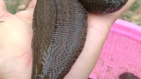 Giant Leech