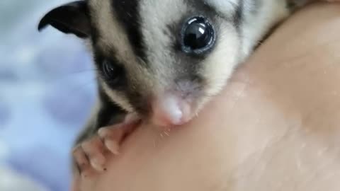 The sugar gliders