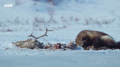 Baby Wolverine Takes Its First Steps Above Ground 4K UHD Mammals BBC Earth