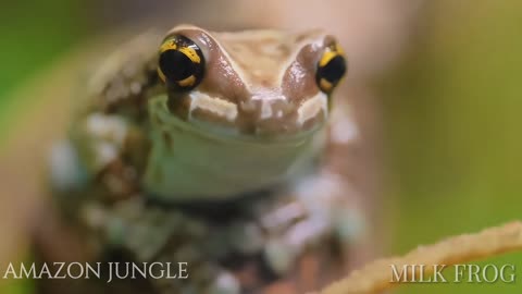 Exclusive: Amazon Milk Frog - Rare and Stunning Footage 🐸🌿✨