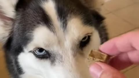 Male Husky vs. Female Husky DOG TRICKS!!!