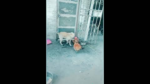 Funny Dog Fight Videos-Chicken VS Dog Fight