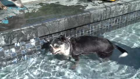 Teaching My Dogs How To Swim - Make any dog comfortable with water