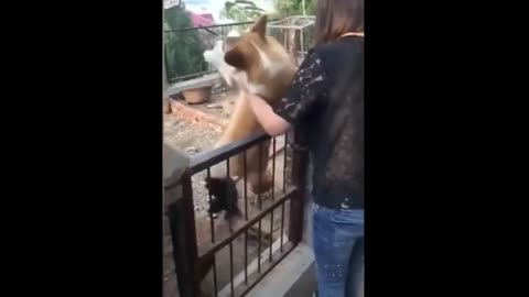 Big Dog Turns Into Puppy When Gets Close To The Chicken