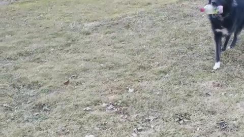 Black dog recycles water bottle in recycling bin in park