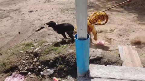 Wow Nice Fake Tiger Prank Dog Run Funny Action 2021