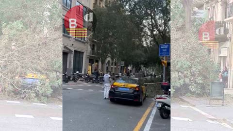 Cae un árbol sobre un taxi en la calle Viladomat