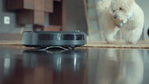 A Dog Fascinated by a robot vaccum cleaner in the living room