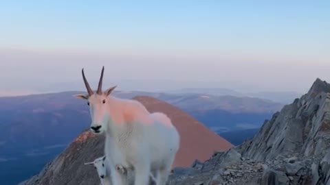 Hiker and mountain goats meet on Bridger Range summit