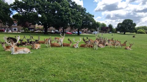 Visiting the deer park at Havring