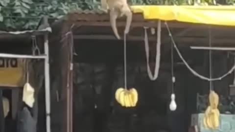 Indian smart thief monkey