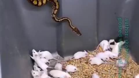 Ball Python eating white rat