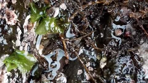 Small creatures of the mysterious Jeju sea