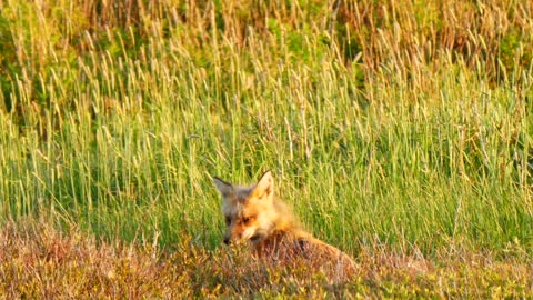 Beautiful Red Fox Hunting In Field During Sunset