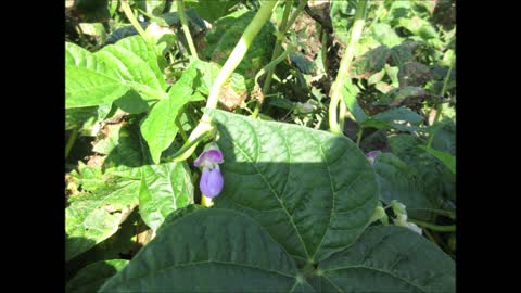 Growing in the Sun Yellow Beans Sept 2021