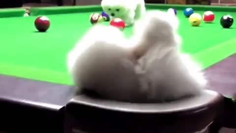 Cute Puppies on a Billiards Pool 😊 #shorts #dog #pets