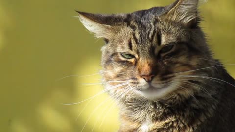 A soft, pampered cat walking