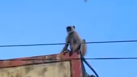 Brave Monkey Mother save her child