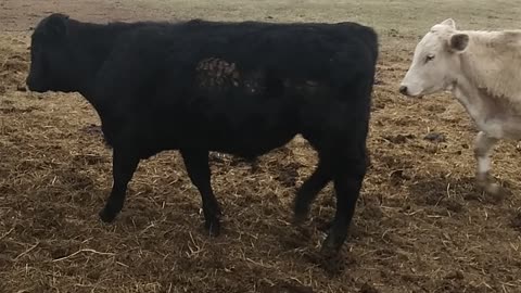 Feeding hay and checking cows