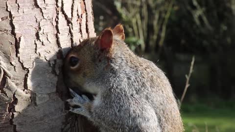 The squirrel is in the tree hole