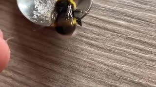 Nursing a Bee Back to Health