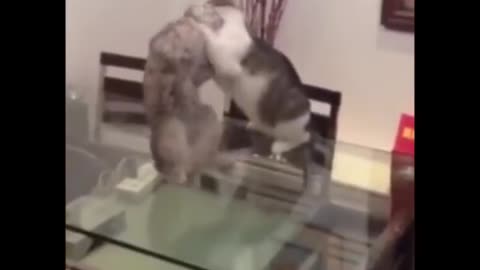 cats wrestling