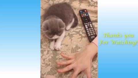 Cute And Funny Pets Video - Funny Animals