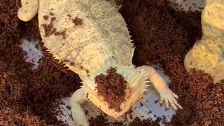 Bearded Dragon digs her way into our hearts!