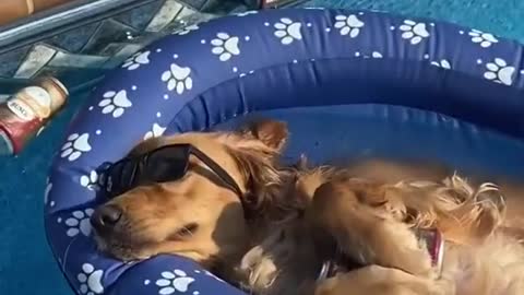 Summer Vibe! This dog got hangover