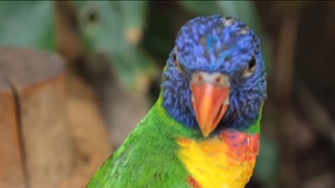 Beautiful parrot sing between the trees and the beautiful nature