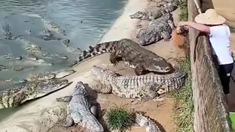 Crocodile 🐊