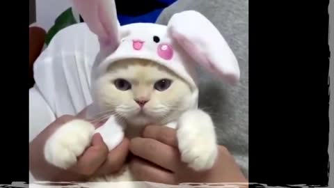 This cat has interactive bunny ears