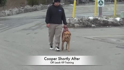 Check out this Lab's Heeling Before/After Video! Lab Dog Training