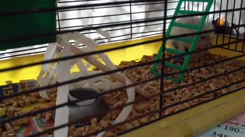 My hamster is a little builder