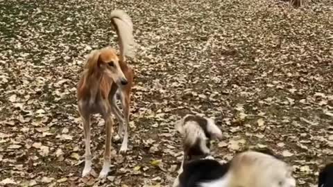 Saluki's best run dog