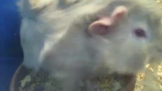 Abyssinian guinea pig eats inside of the bowl, then runs [Nature & Animals]