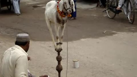 Friend ship of goat in monkey in the street madari in Pakistan