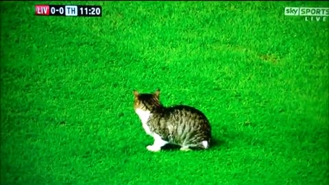 Charming Cat invades Liverpool vs. Tottenham Hotspur Match