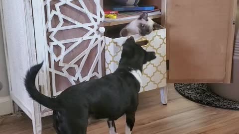 Kitty in a box and puppy play