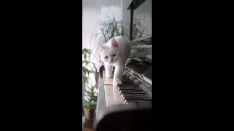 Piano Playing Cat - Cat and Piano - Keyboard Cat