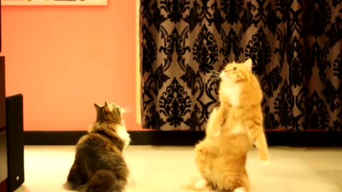 BonBon the Siberian Cat (Maru's long lost twin) - The Ballerina