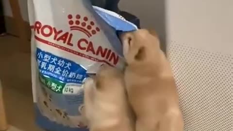 Aww!! Cute little Dogs fighting for Snacks 😍😍