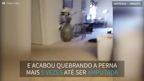 Cadela tem tanta energia que lhe amputaram uma perna!