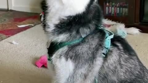 Husky Being Dramatic। Funny Dog Videos