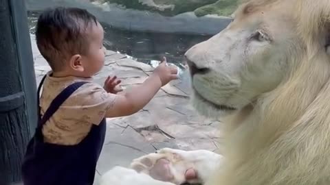 Cute baby and a White Lion