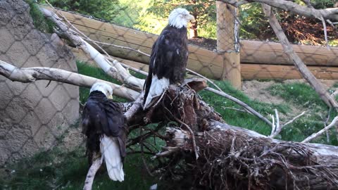 bald eagles in captivity